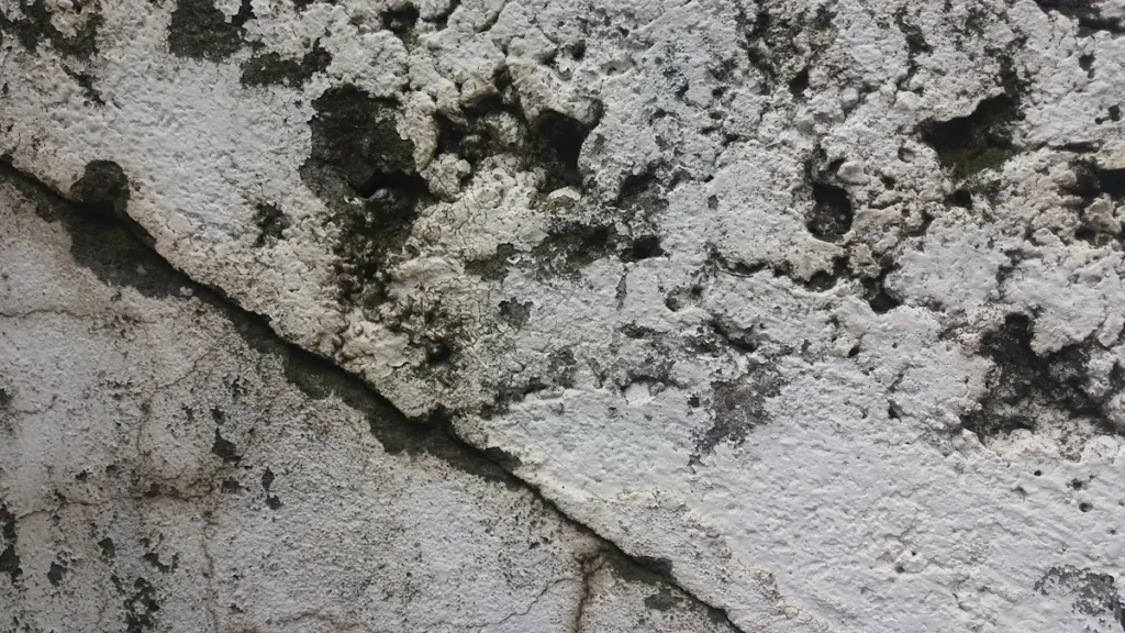 Mold and Spores