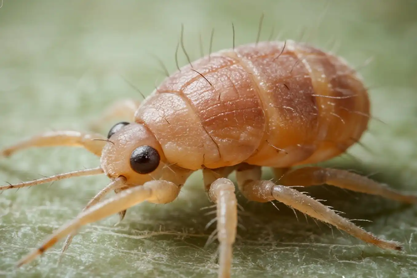 Mite bites how to recognize the signs and symptoms