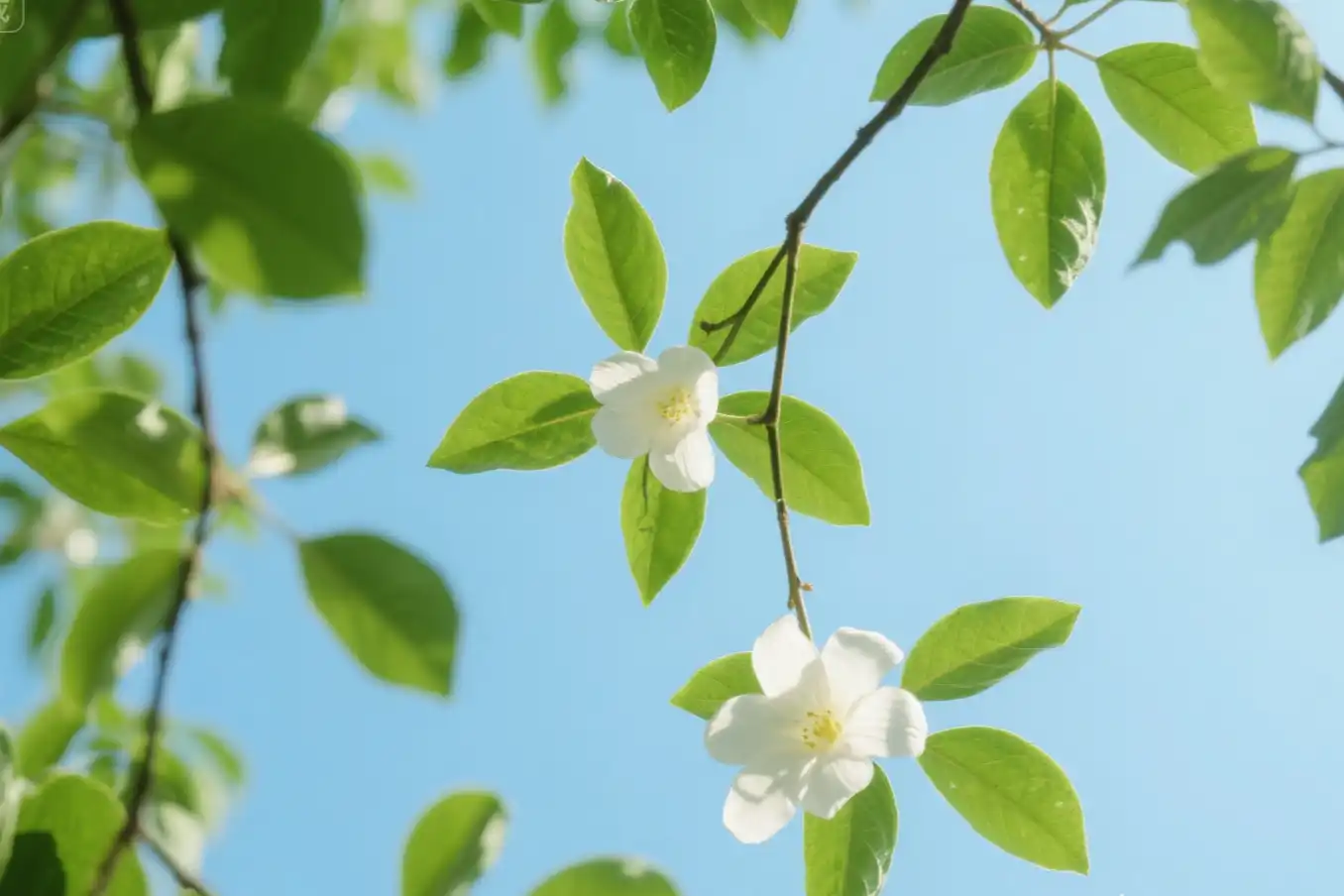 What Science Reveals About Fresh Air and Living Longer